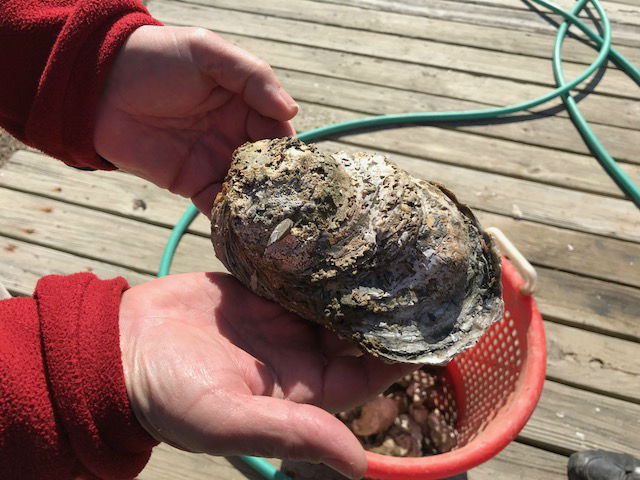 huge-oyster-st-marys-county-2018